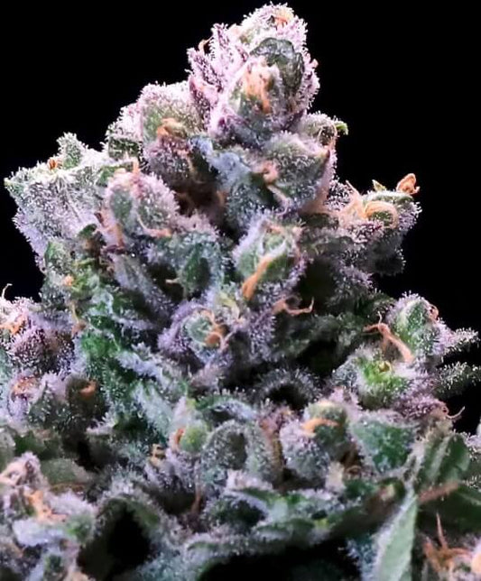 Grapes 'n' Cream Fast (Atlas Seed) feminisiert Cannabis Samen von Atlas Seed