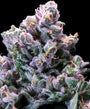 Grapes 'n' Cream Fast (Atlas Seed) feminisiert