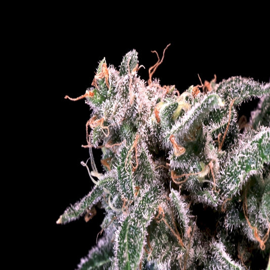 Kombucha Cream (Atlas Seed) feminisiert Cannabis Samen von Atlas Seed
