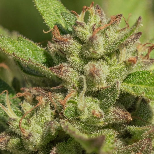 Mendo Breath (Atlas Seed) feminisiert Cannabis Samen von Atlas Seed