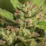 Mendo Breath (Atlas Seed) feminisiert