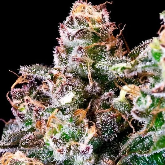 Purple Punch (Atlas Seed) feminisiert Cannabis Samen von Atlas Seed