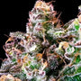 Purple Punch (Atlas Seed) feminisiert