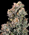 Slurpicane Fast (Atlas Seed) feminisiert Cannabis Samen von Atlas Seed