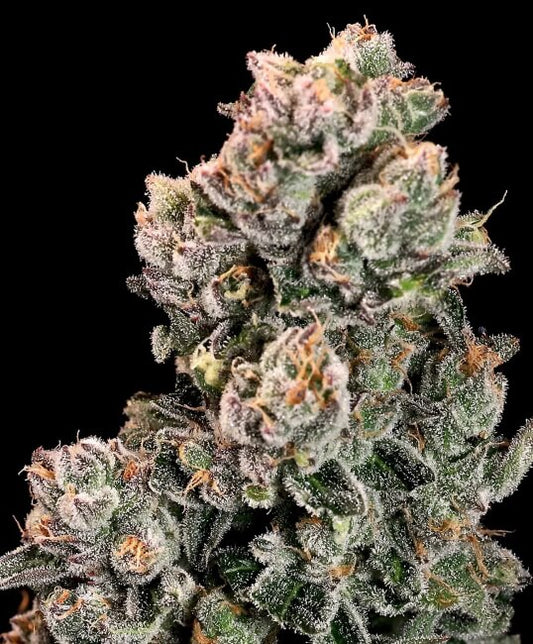Slurpicane Fast (Atlas Seed) feminisiert Cannabis Samen von Atlas Seed