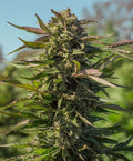Snow Panda Fast (Atlas Seed) feminisiert Cannabis Samen von Atlas Seed