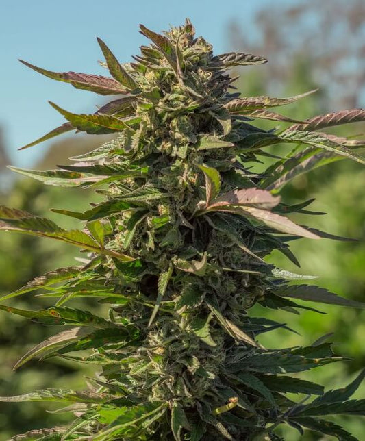 Snow Panda Fast (Atlas Seed) feminisiert Cannabis Samen von Atlas Seed