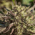 Space Panda (Atlas Seed) feminisiert Cannabis Samen von Atlas Seed