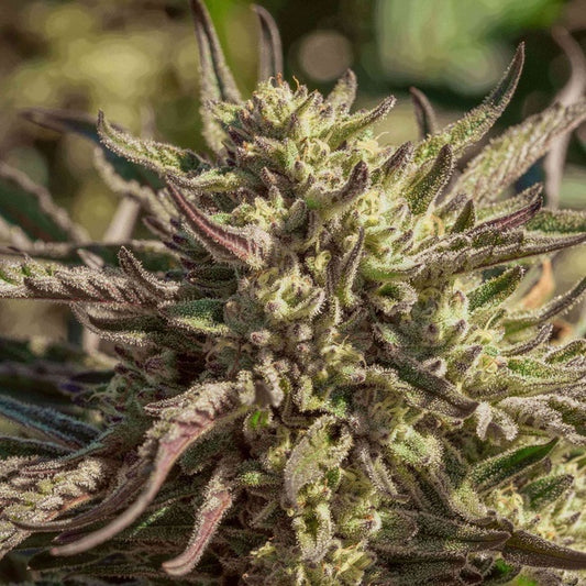 Space Panda (Atlas Seed) feminisiert Cannabis Samen von Atlas Seed