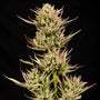 Cookie Apple OG F1 Auto (Seedsman)