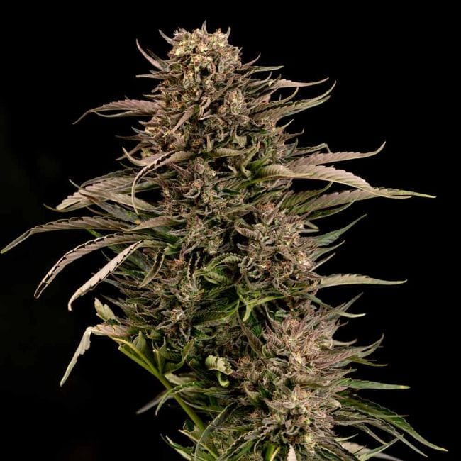Fatso GMO F1 Auto (Seedsman)
