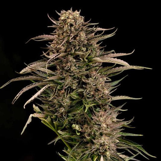 Fatso GMO F1 Auto (Seedsman)