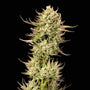Gorilla Jealousy F1 (Seedsman) Feminized