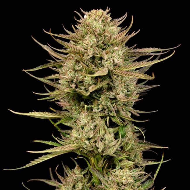 Cherry Punch F1 (Seedsman) feminisiert