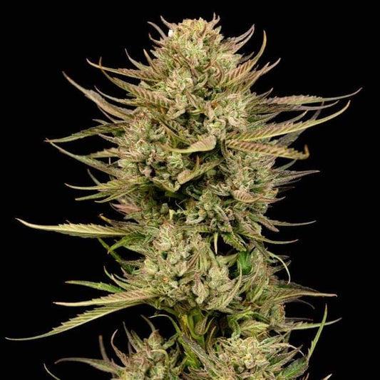 Cherry Punch F1 (Seedsman) feminisiert