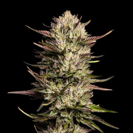 Purple Oreoz F1 (Seedsman) feminisiert
