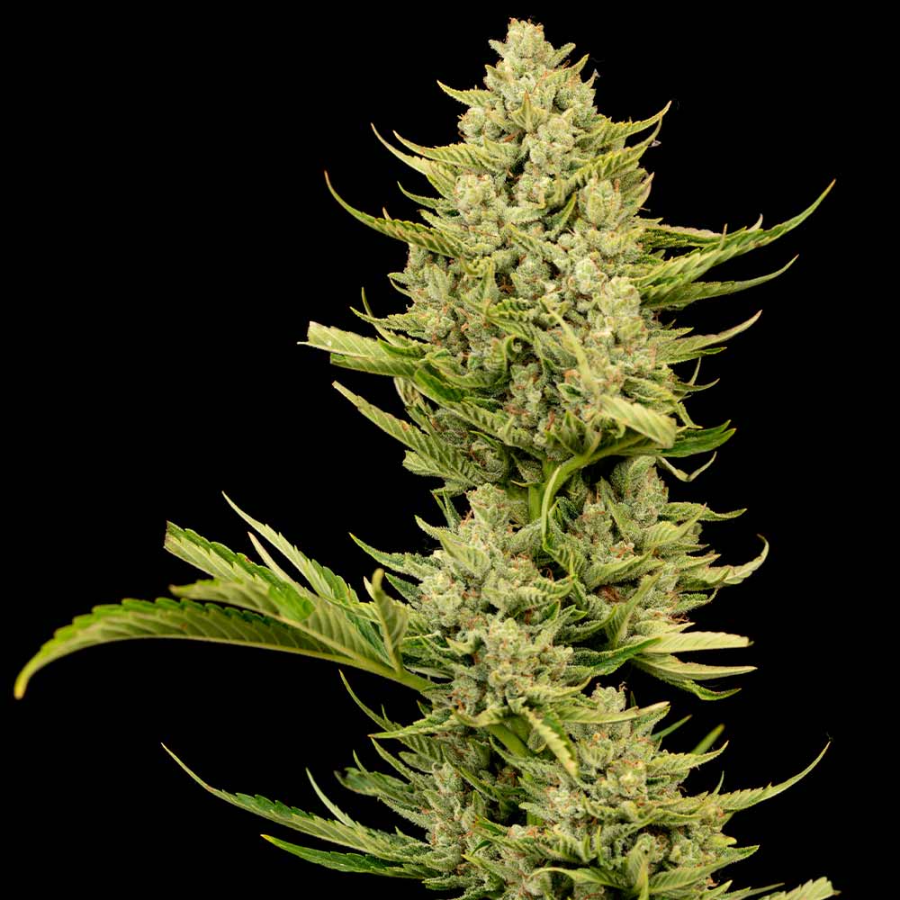 Tangerine Snow F1 Fast (Seedsman) feminisiert Cannabis Samen von Seedsman