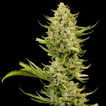 Tangerine Snow F1 Fast (Seedsman) feminisiert Cannabis Samen von Seedsman