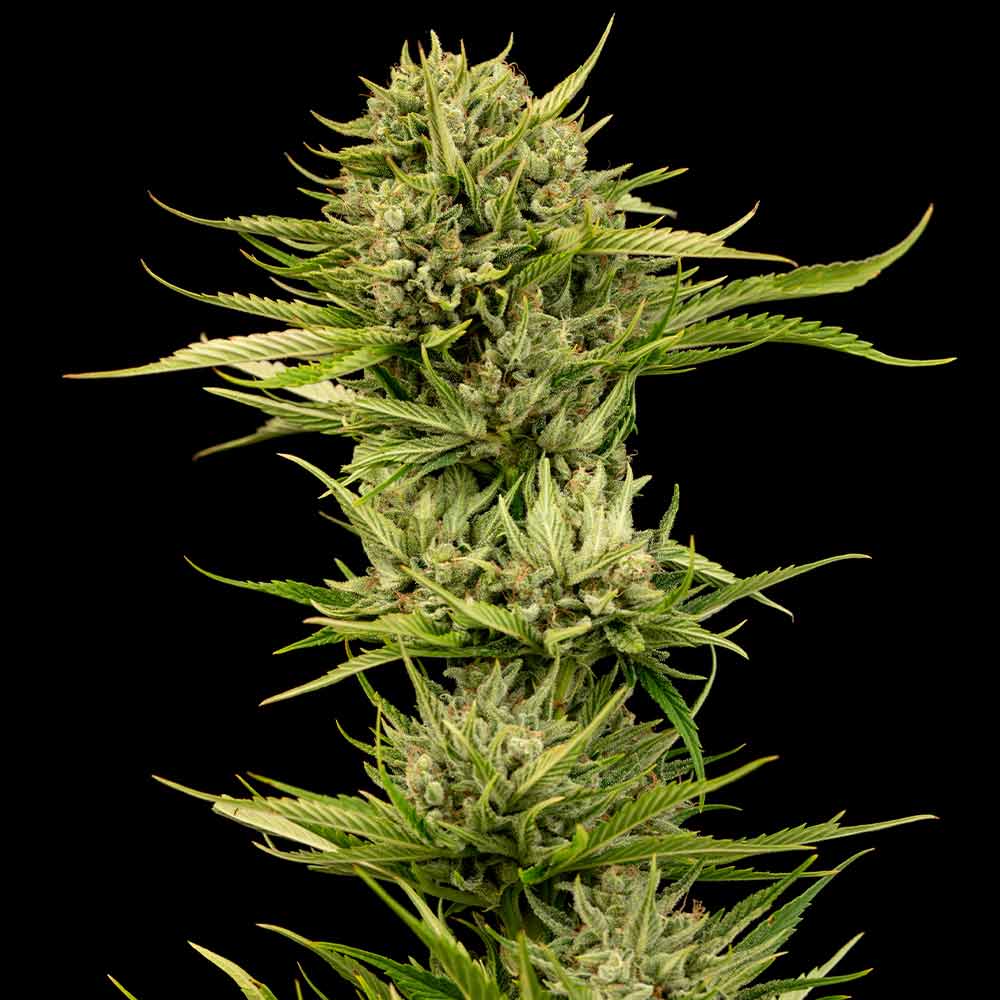 Blueberry Pie F1 Fast (Seedsman) feminisiert Cannabis Samen von Seedsman