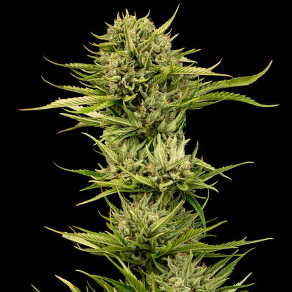 Blueberry Pie F1 Fast (Seedsman) feminisiert Cannabis Samen von Seedsman