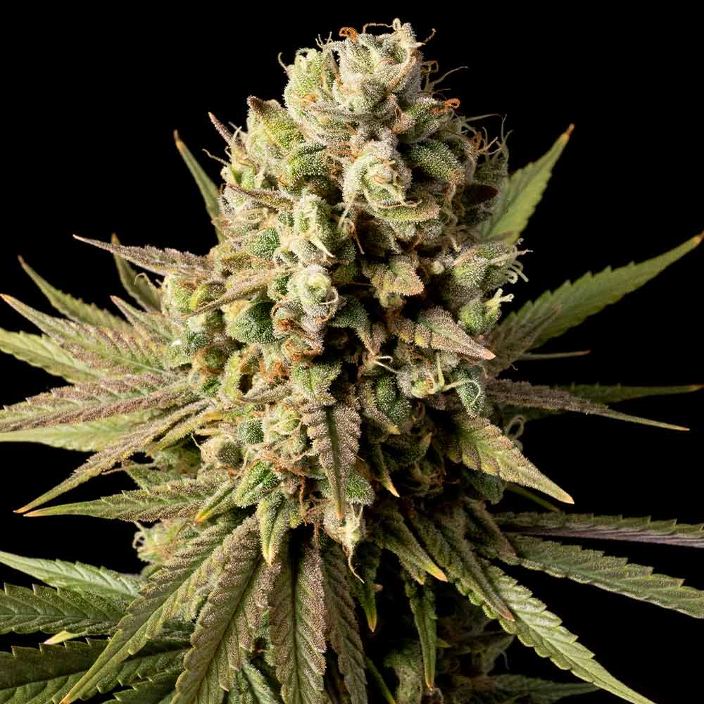 Gorilla Gas F1 Fast (Seedsman) feminisiert Cannabis Samen von Seedsman