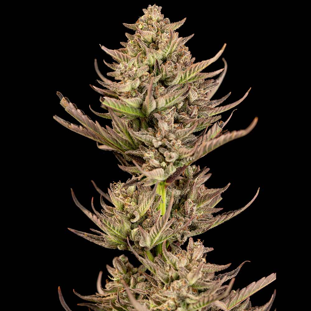 Purple Punch F1 Fast (Seedsman) feminisiert Cannabis Samen von Seedsman