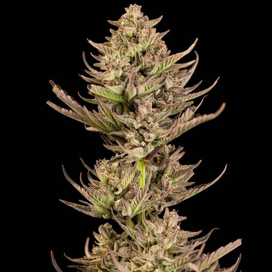 Purple Punch F1 Fast (Seedsman) feminisiert Cannabis Samen von Seedsman