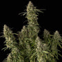 Pineapple OG Auto (Seedsman)