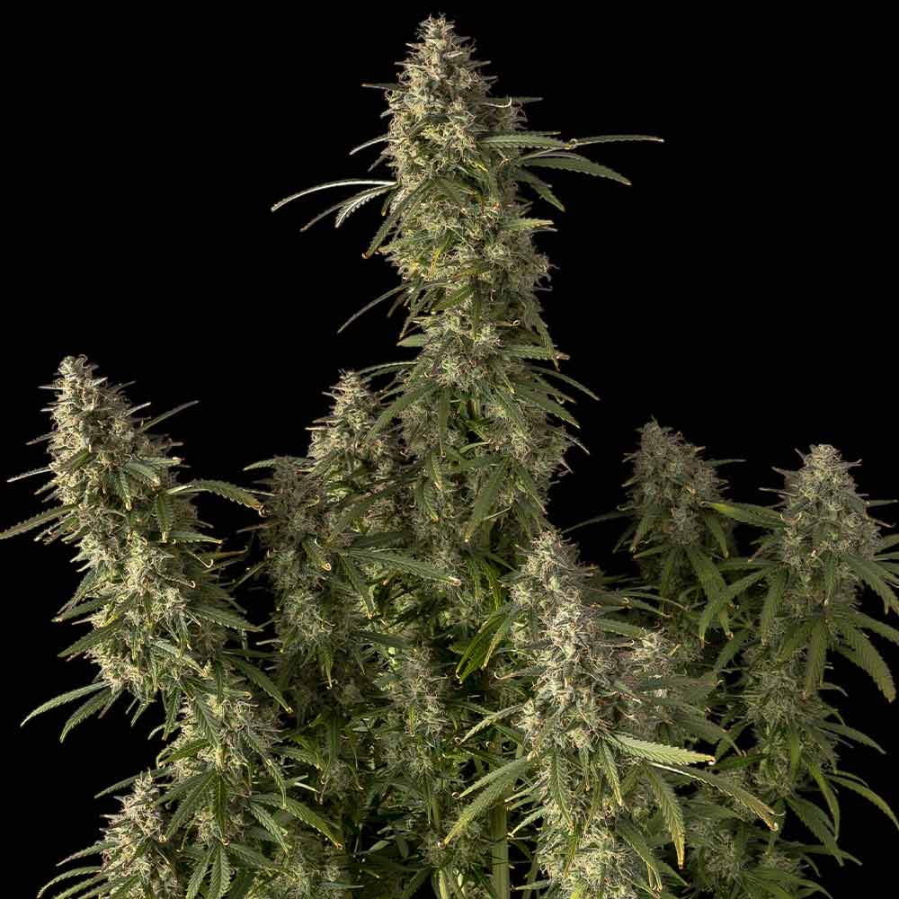 Pineapple OG Auto (Seedsman) Cannabis Samen von Seedsman