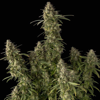 Pineapple OG Auto (Seedsman) Cannabis Samen von Seedsman