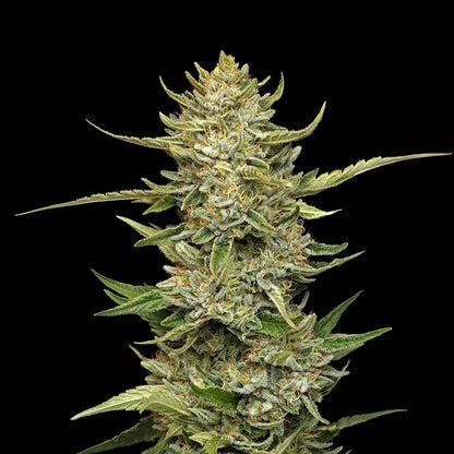 Sour Diesel Auto (Seedsman) Cannabis Samen von Seedsman