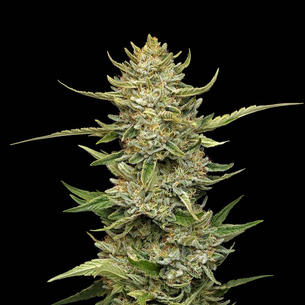 Sour Diesel Auto (Seedsman) Cannabis Samen von Seedsman