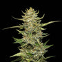 Sour Diesel Auto (Seedsman)