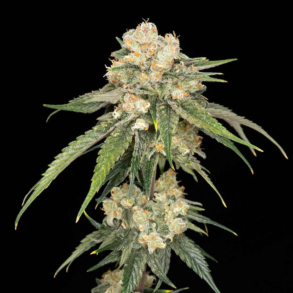 Ice Dream Cake (Seedsman) feminisiert Cannabis Samen von Seedsman