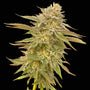 Pineapple OG (Seedsman) feminisiert
