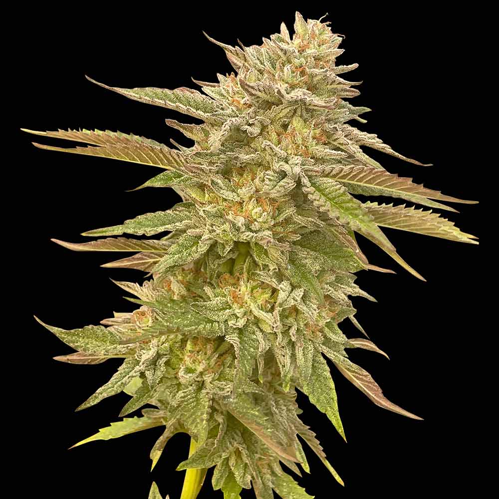 Pineapple OG (Seedsman) feminisiert Cannabis Samen von Seedsman
