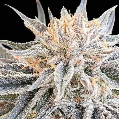 Alaskan Do-Si-Dos (Seedsman) feminisiert Cannabis Samen von Seedsman