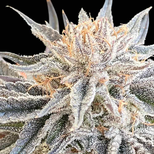 Alaskan Do-Si-Dos (Seedsman) feminisiert Cannabis Samen von Seedsman