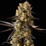 Banana Biscotti F1 (Seedsman) feminized