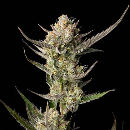 OG Kush (Seedsman) feminisiert Cannabis Samen von Seedsman
