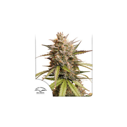 Melonade Runtz Auto (Dutch Passion) Cannabis Samen von Dutch Passion