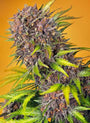 Diablo Rojo XL Auto (Sweet Seeds)