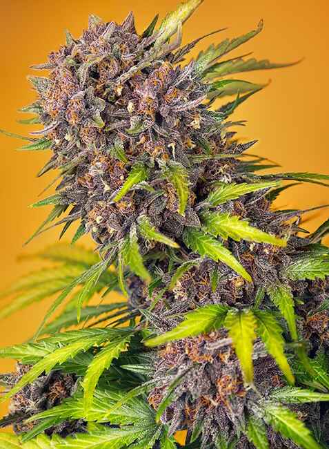 Diablo Rojo XL Auto (Sweet Seeds) Cannabis Samen von Sweet Seeds