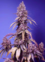 Black Muffin F1 FAST (Sweet Seeds) feminisiert