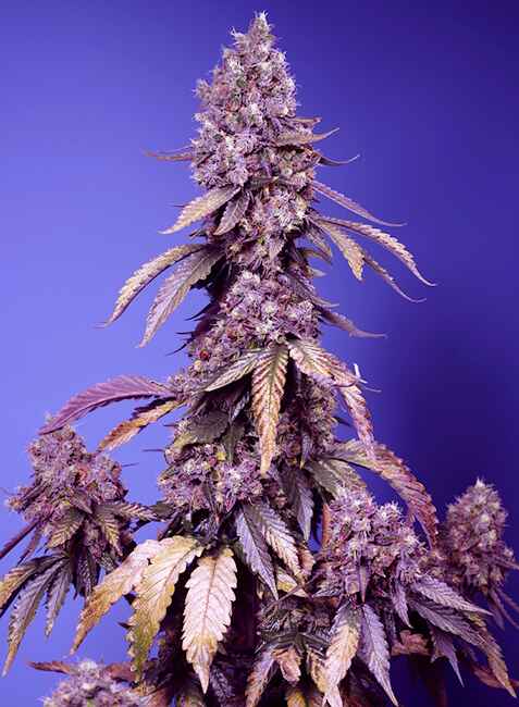 Black Muffin F1 FAST (Sweet Seeds) feminisiert Cannabis Samen von Sweet Seeds