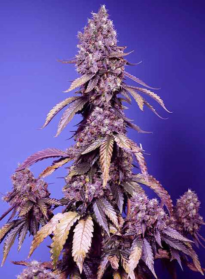 Black Muffin F1 FAST (Sweet Seeds) feminisiert Cannabis Samen von Sweet Seeds