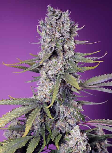 Papaya Zoap F1 FAST (Sweet Seeds) feminisiert Cannabis Samen von Sweet Seeds