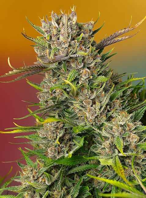 Papaya Zoap Auto (Sweet Seeds) Cannabis Samen von Sweet Seeds
