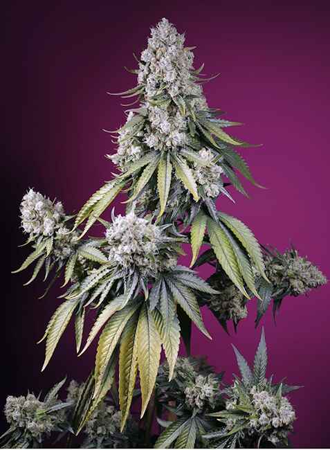 Jealousy Z XL Auto (Sweet Seeds) Cannabis Samen von Sweet Seeds