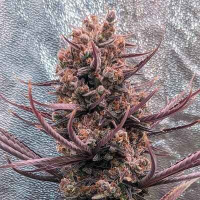 Panama Haze (Ace Seeds)